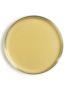 MUELLER HINTON AGAR 20 PLACAS 